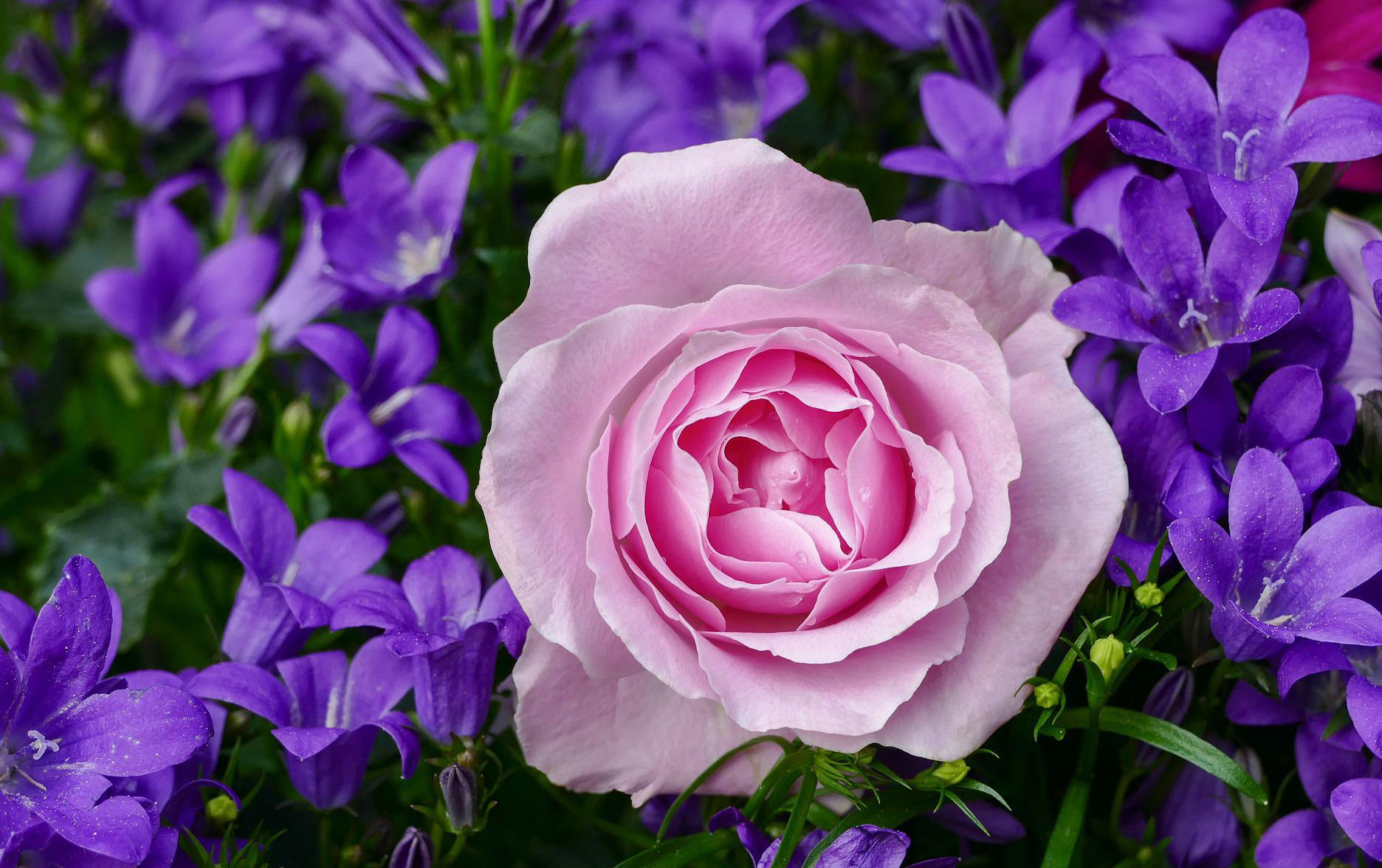 薔薇2web