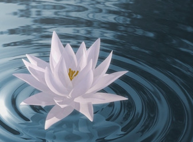 zaz_floating-waterlily.jpg