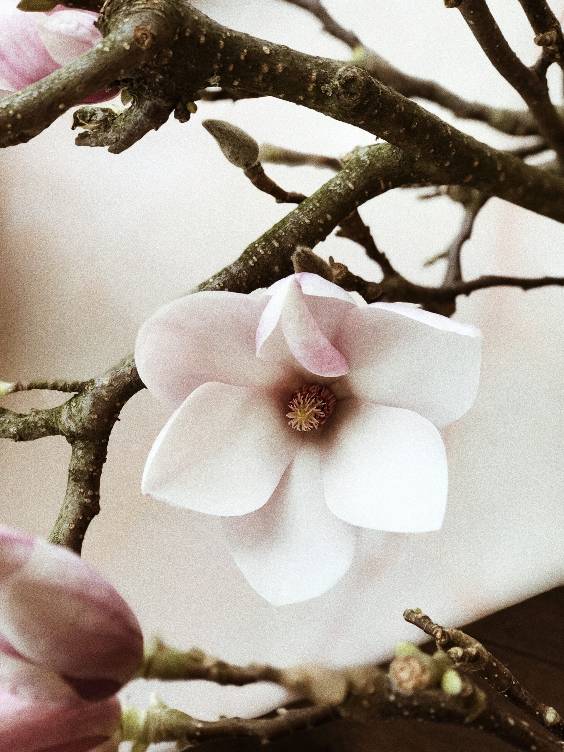 pexels-secret-garden-931181