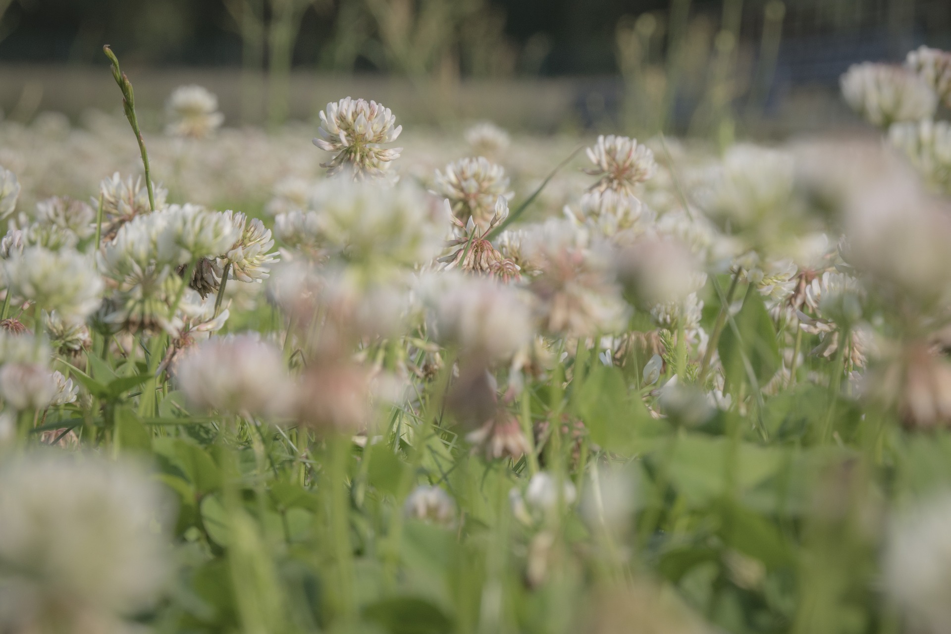 white-clover-6386210_1920