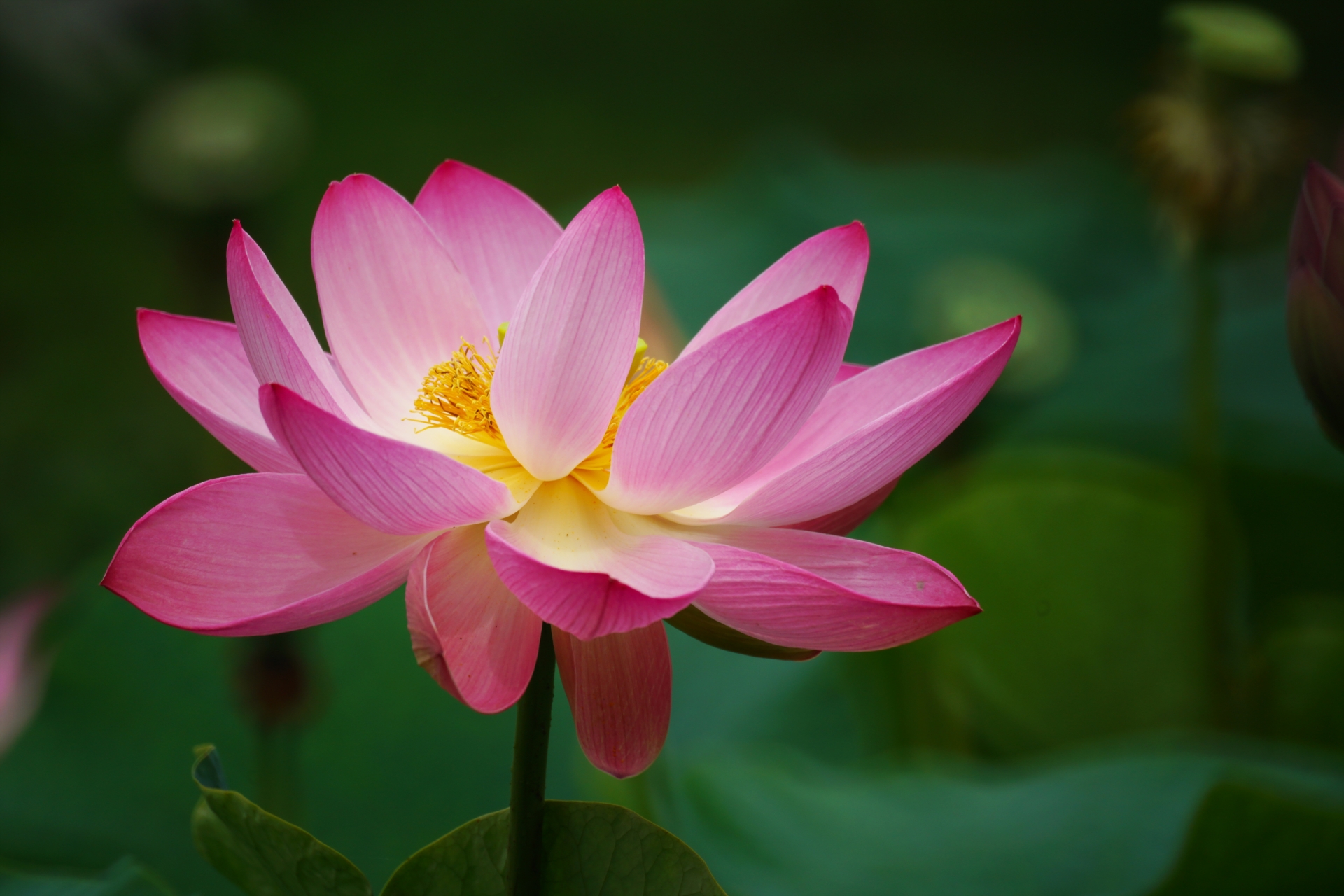 Krzani_Lotus_ac