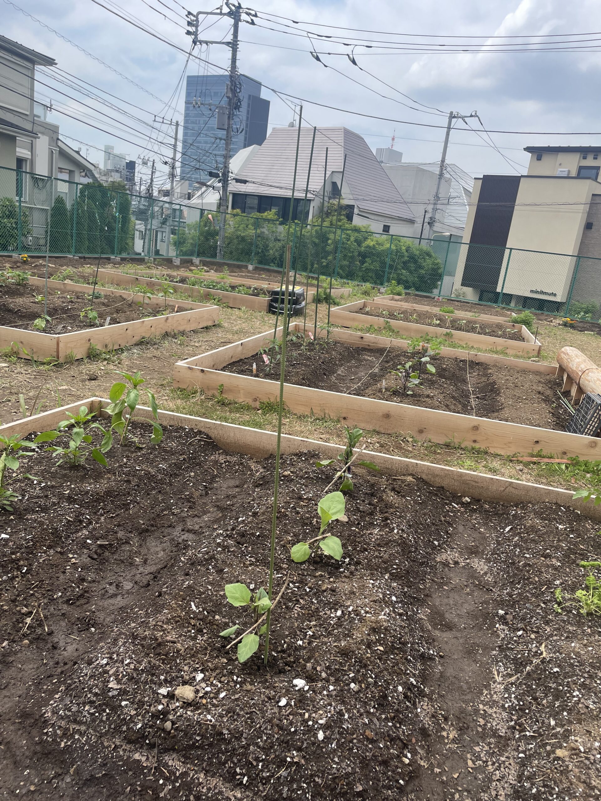 原宿はらっぱファーム1
