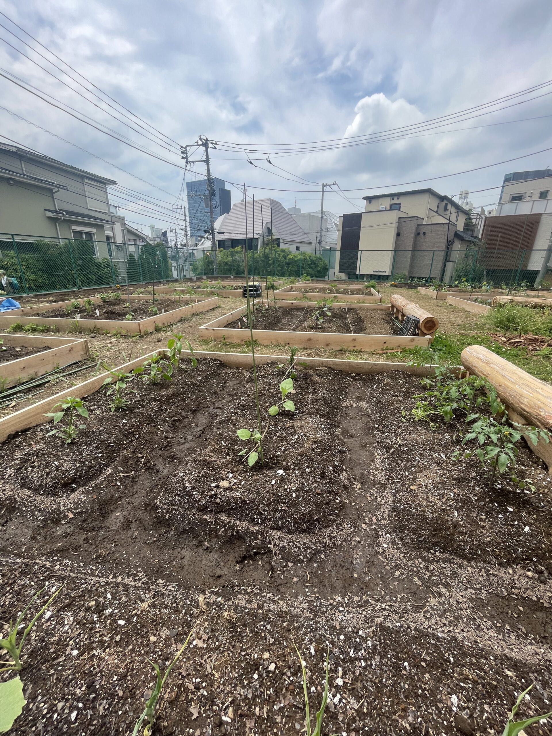原宿はらっぱファーム2